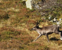 langfjellet_nr_15