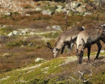 langfjellet_nr_17