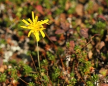 langfjellet_nr_18