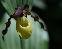 lonnmaken_010 Guckusko (Cypripedium calceolus)