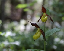 lonnmaken_011 Guckusko (Cypripedium calceolus)