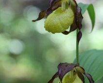 lonnmaken_012 Guckusko (Cypripedium calceolus)