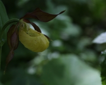 lonnmaken_016 Guckusko (Cypripedium calceolus)