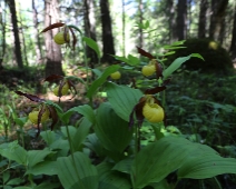 lonnmaken_018 Guckusko (Cypripedium calceolus)