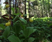 lonnmaken_019 Guckusko (Cypripedium calceolus)