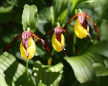 lonnmaken_020 Guckusko (Cypripedium calceolus)