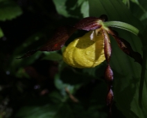 lonnmaken_021 Guckusko (Cypripedium calceolus)