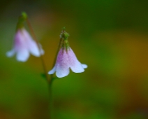 lonnmaken_025b Linnea (Linnaea borealis)