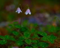 lonnmaken_028 Linnea (Linnaea borealis)