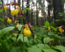 lonnmaken_030 Guckusko (Cypripedium calceolus)