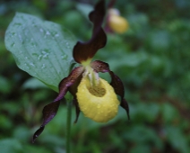 lonnmaken_034 Guckusko (Cypripedium calceolus)