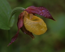 lonnmaken_037 Guckusko (Cypripedium calceolus)