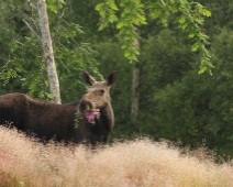 skog_015 Älg, Dalarna.