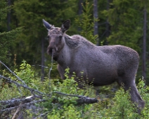 skogsland_002 Älg, Dalarna.