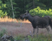 IMG_4145 Älg Dalarna