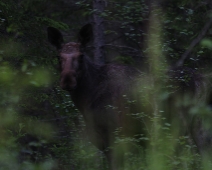 skog_009 Älg