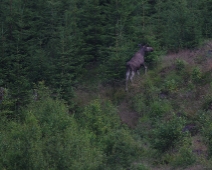 skog_019 Älg, Dalarna.