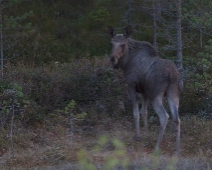 skog_025 Älg, Dalarna.