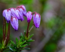 yxningafallen_005 Lappljung (Phyllodoce caerulea)