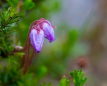 yxningafallen_006 Lappljung (Phyllodoce caerulea)