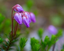 yxningafallen_007 Lappljung (Phyllodoce caerulea)