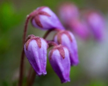 yxningafallen_008 Lappljung (Phyllodoce caerulea)