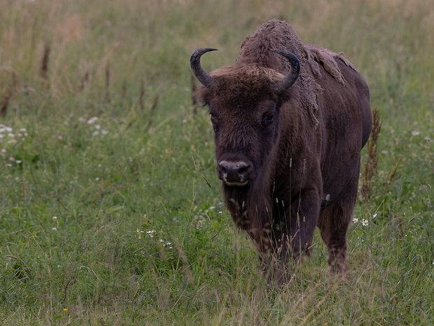 Back from Extinction - Av Avesta Visentpark Sweden