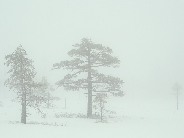 Koppången Nature Reserve Sweden