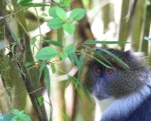 Aberdare National Park, Kenya