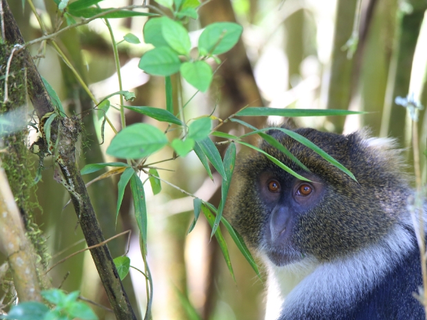 Aberdare National Park