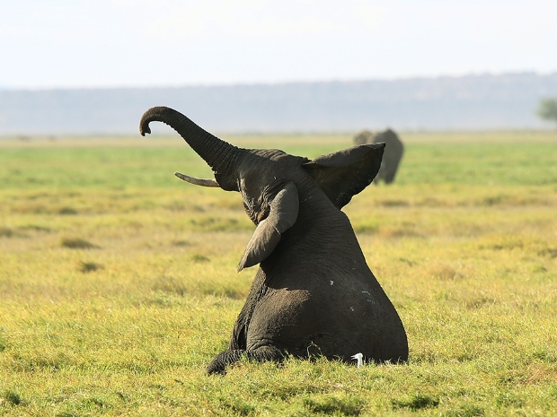 Amboseli National Park