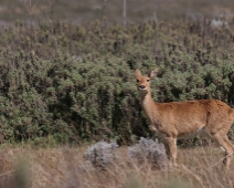 bale_006 Bohor reedbuck