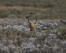 Bale National Park, Ethiopia