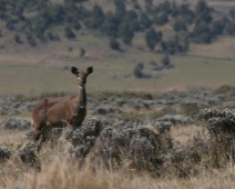 bale_011 Mountain Nyala