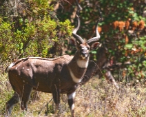 bale_014 Mountain Nyala