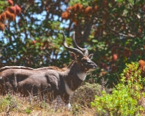 bale_016 Mountain Nyala