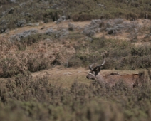 bale_025 Mountain Nyala