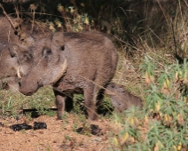 bale_046 Warthog / Vårdssvin