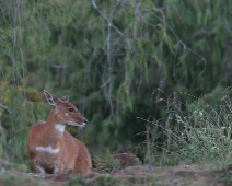 bale_003 menelik bushbuck