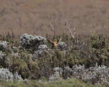 bale_007 Bohor reedbuck