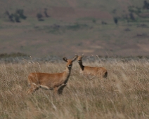 bale_008 Bohor reedbucks