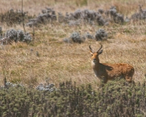 bale_018 Bohor reedbuck