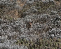 bale_023 Grey Duiker