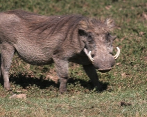 bale_027 Warthog / Vårdssvin