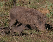 bale_047 Warthog / Vårdssvin