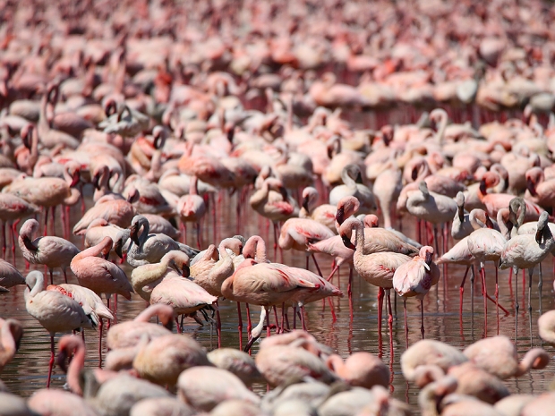 Lake Bogoria National Reserve