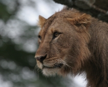 Lake Nakuru National Park, Kenya