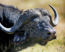 nakuru_52 Lake Nakuru National Park - Buffel