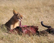 Masai Mara National Reserve, Kenya