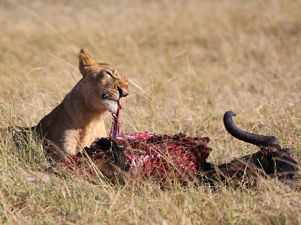 Masai Mara National Reserve